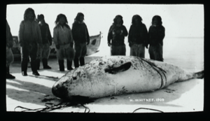 Image of [Eight Inuit by dead female narwhal] 